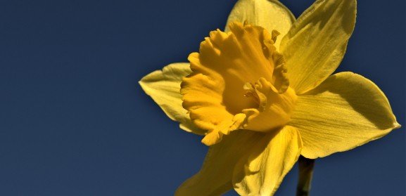 de betekenis van corona bloem