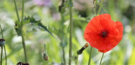 leren leven met kwetsbaarheid bloem